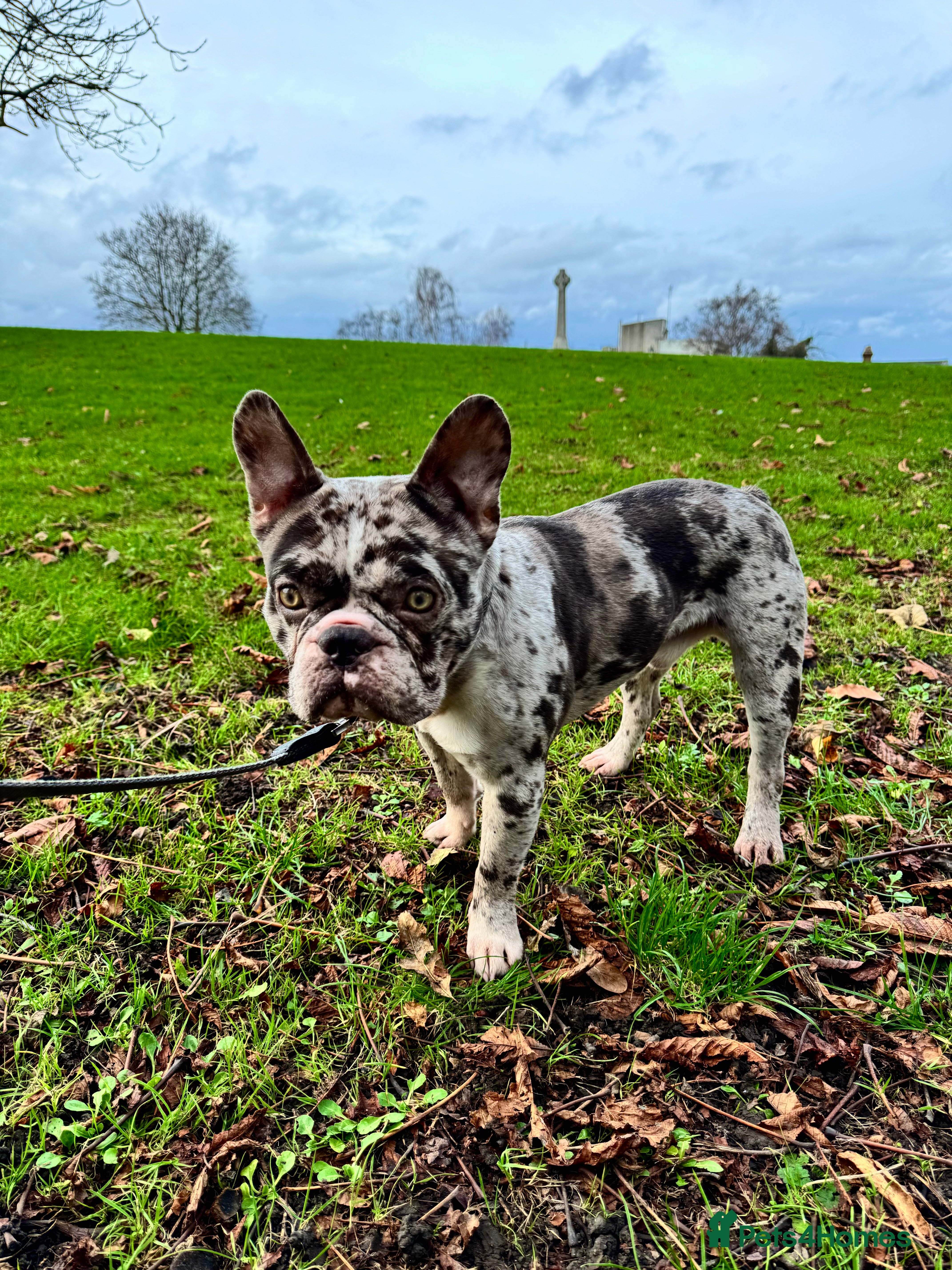 French Bulldog dogs French bulldog - Advert 10