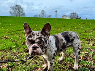 French Bulldog dogs French bulldog - Advert 3