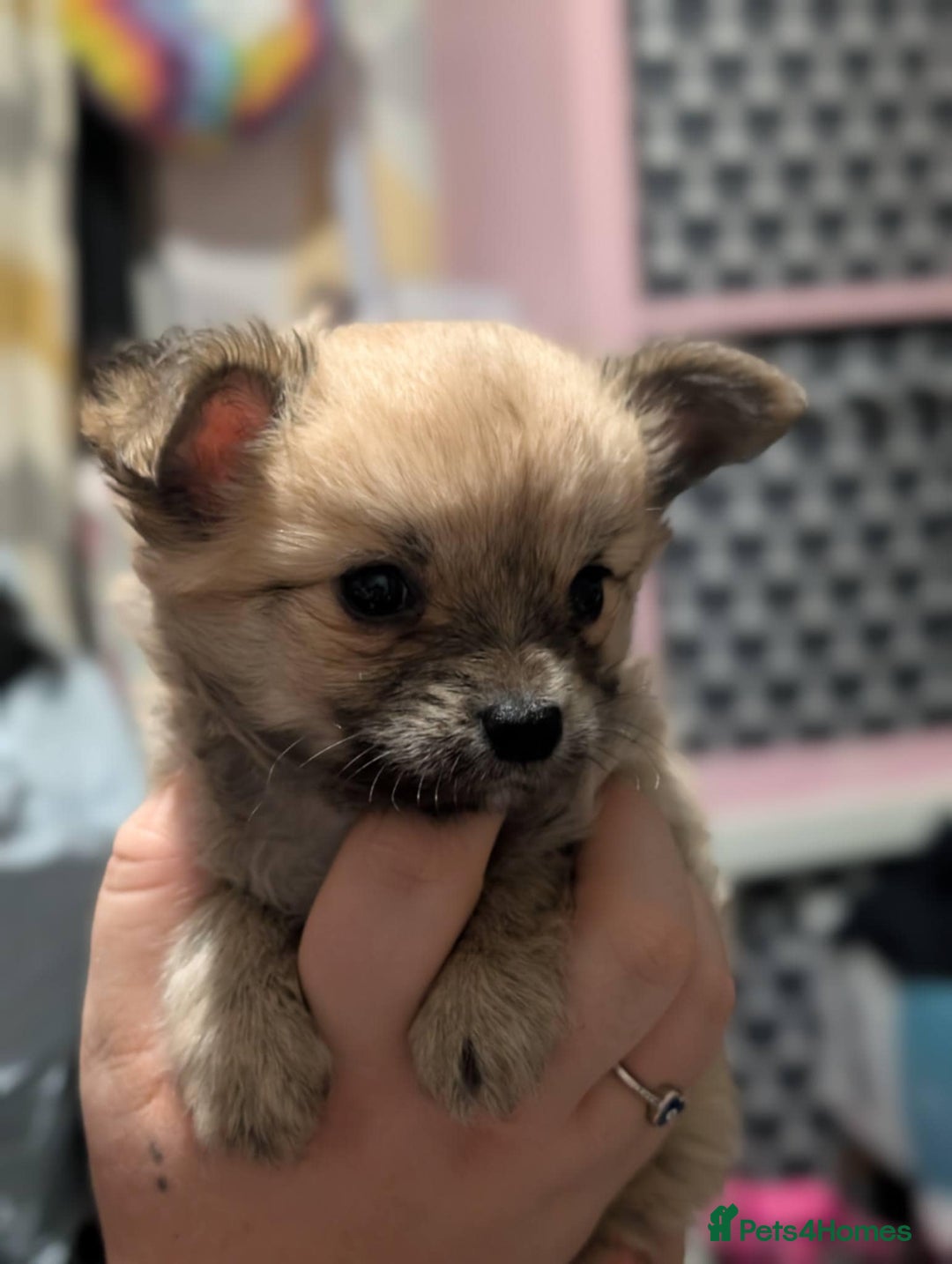 Chihuahua dogs for sale: Beautiful boy chuiuiuah - Advert 4