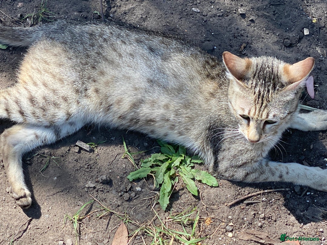 Savannah cats for sale: Pedigree F5 SBT SAVANNAH girl seeks forever home in Manchester - Image 16