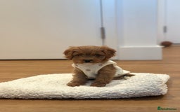 Cavapoo dogs for sale: F1 Toy Cavapoo girl puppy beautiful lapdog - Advert 6