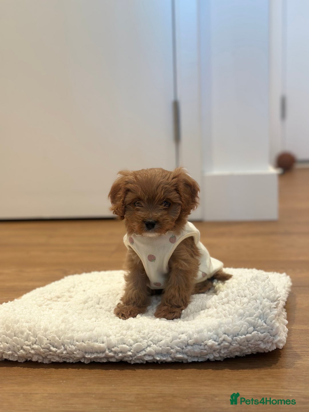 Cavapoo dogs for sale: F1 Toy Cavapoo girl puppy beautiful lapdog - Advert 6