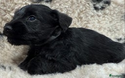 Miniature Schnauzer dogs for sale: Miniature schnauzers pups - Image 15