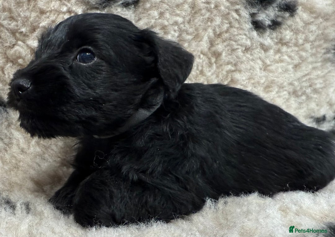 Miniature Schnauzer dogs for sale: Miniature schnauzers pups - Image 15