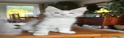 Maine Coon cats for sale: 💝Magnificent large TICA kittens 💖 - Advert 17