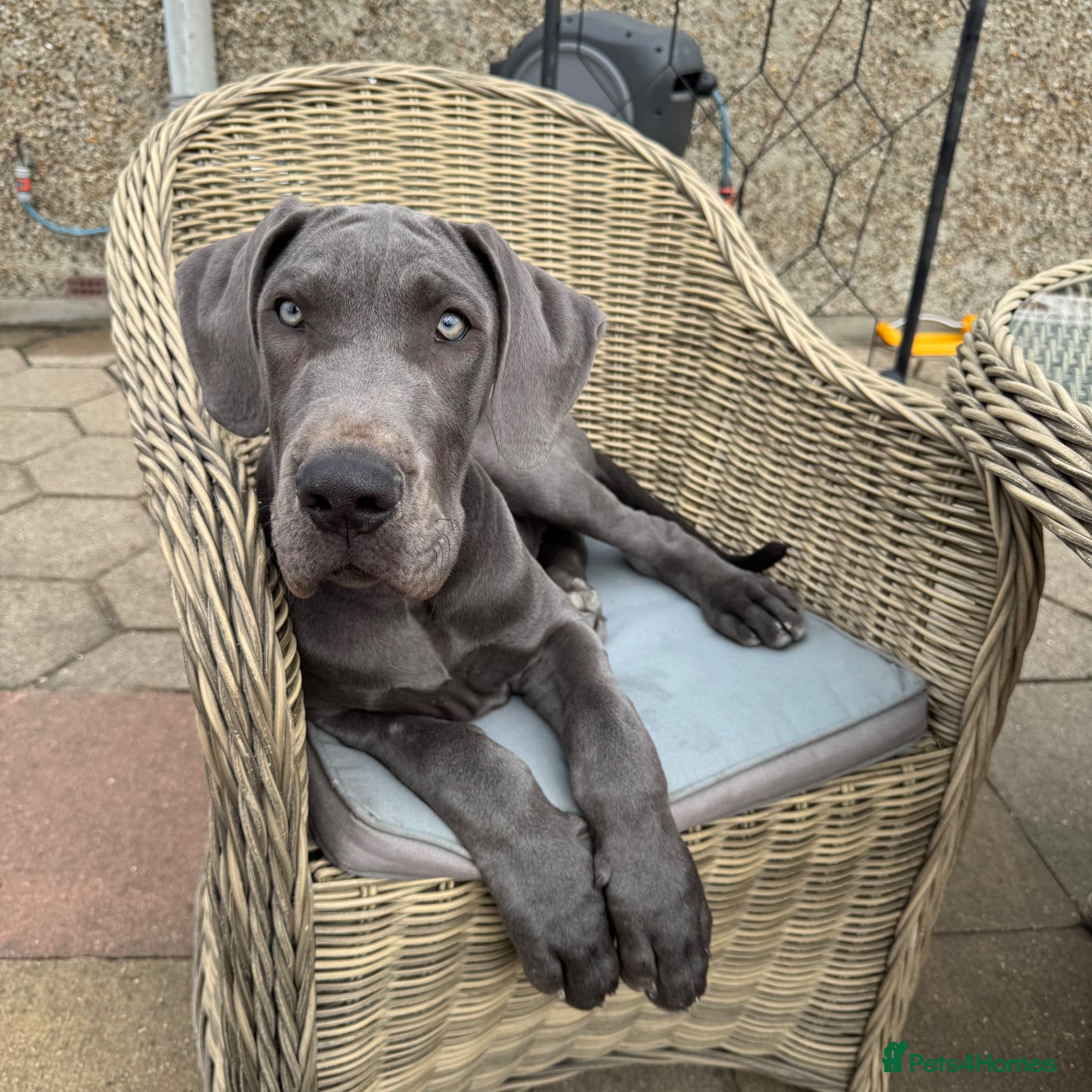 Great Dane dogs One beautiful Boy available  - Advert 1