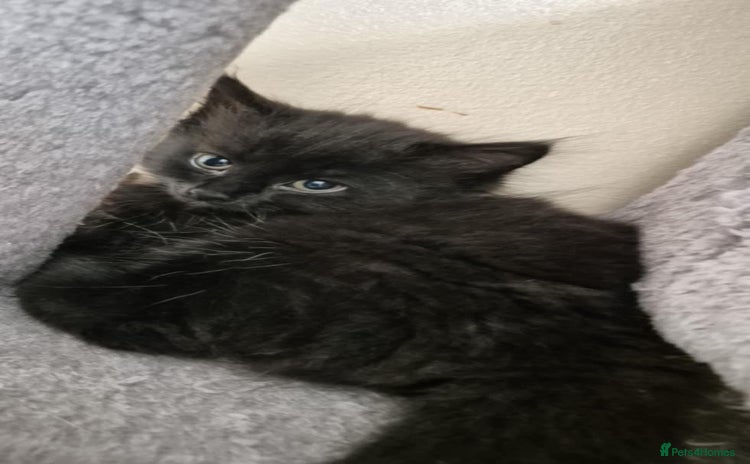British Longhair cats - Advert 1