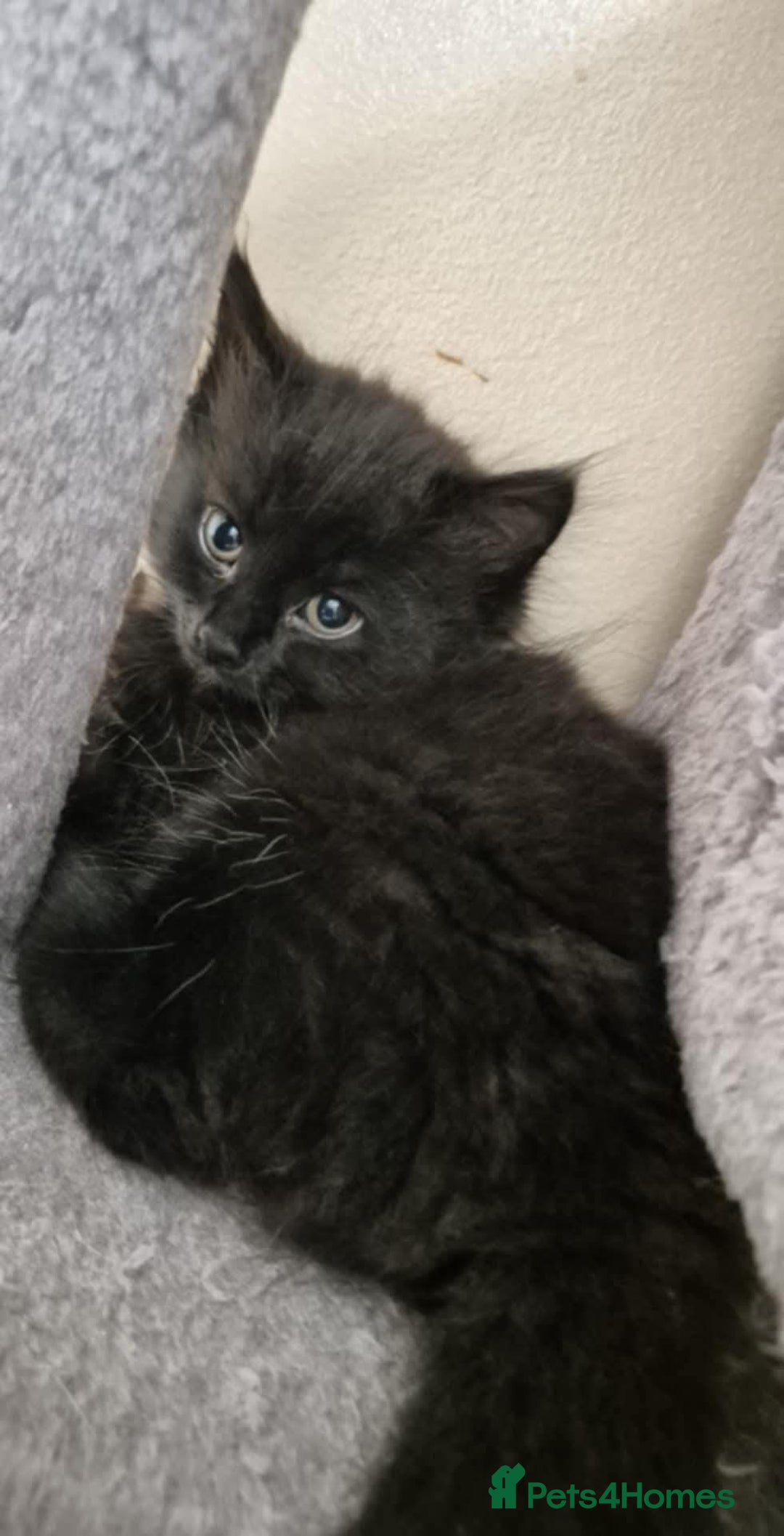 British Longhair cats for sale: Kitten  - Image 1
