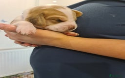 Beagle dogs for sale:  Beagles Puppies  - Image 2