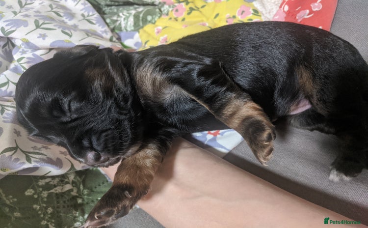 Cocker Spaniel dogs - Advert 1