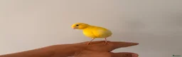 Canaries birds for sale: Adult and hand reared young canaries - Advert 5