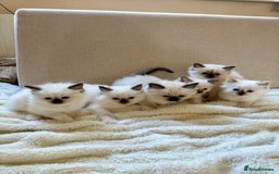 Ragdoll cats for sale: Beautiful Temperament Ragdoll Kittens  - Image 3