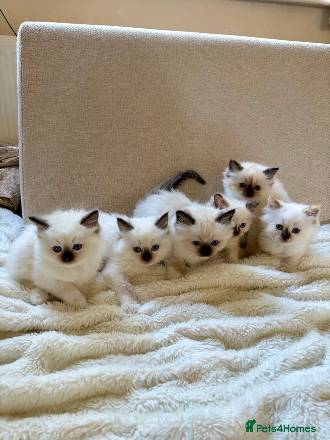 Ragdoll cats for sale: Beautiful Temperament Ragdoll Kittens  - Image 3
