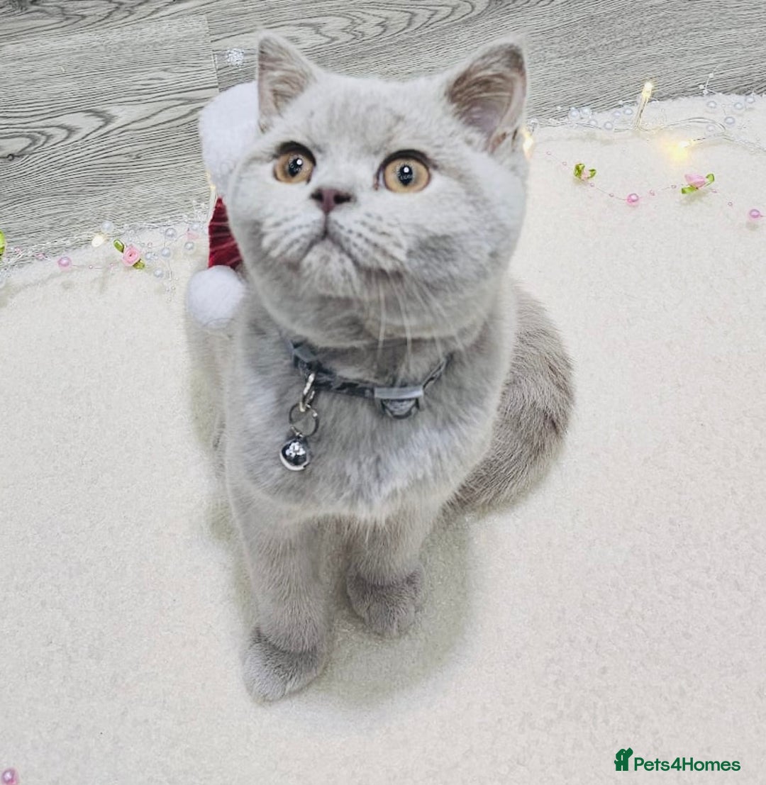 British Shorthair cats for sale: Beautiful Rare Fawn Lilac British Shorthair Girl! - Advert 4