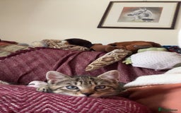 Mixed Breed cats for sale: 3 kittens for sale  - Image 2