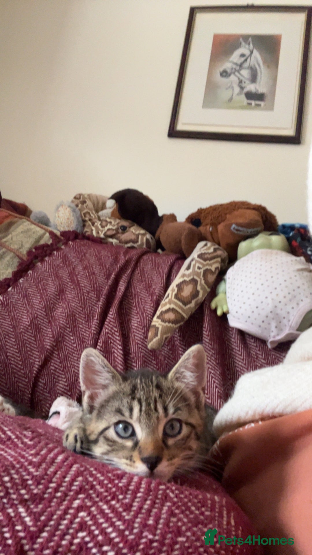Mixed Breed cats for sale: 3 kittens for sale  - Image 2