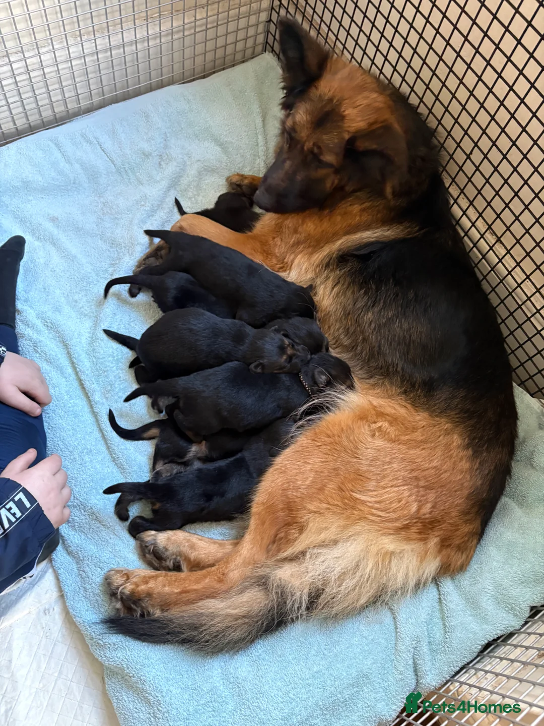 German Shepherd dogs for sale: German shepherd puppies  in Chatteris - Advert 1