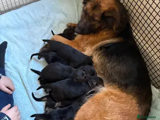 German Shepherd dogs German shepherd puppies - Advert 2