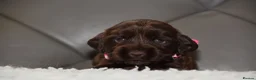 Cocker Spaniel dogs for sale: Kc Reg Show Type Cocker Spaniel  Health Tested - Advert 36