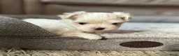 Maltipoo dogs for sale: Micro tiny F1 Maltipoo puppies 🩷 3 Girls.  - Advert 11