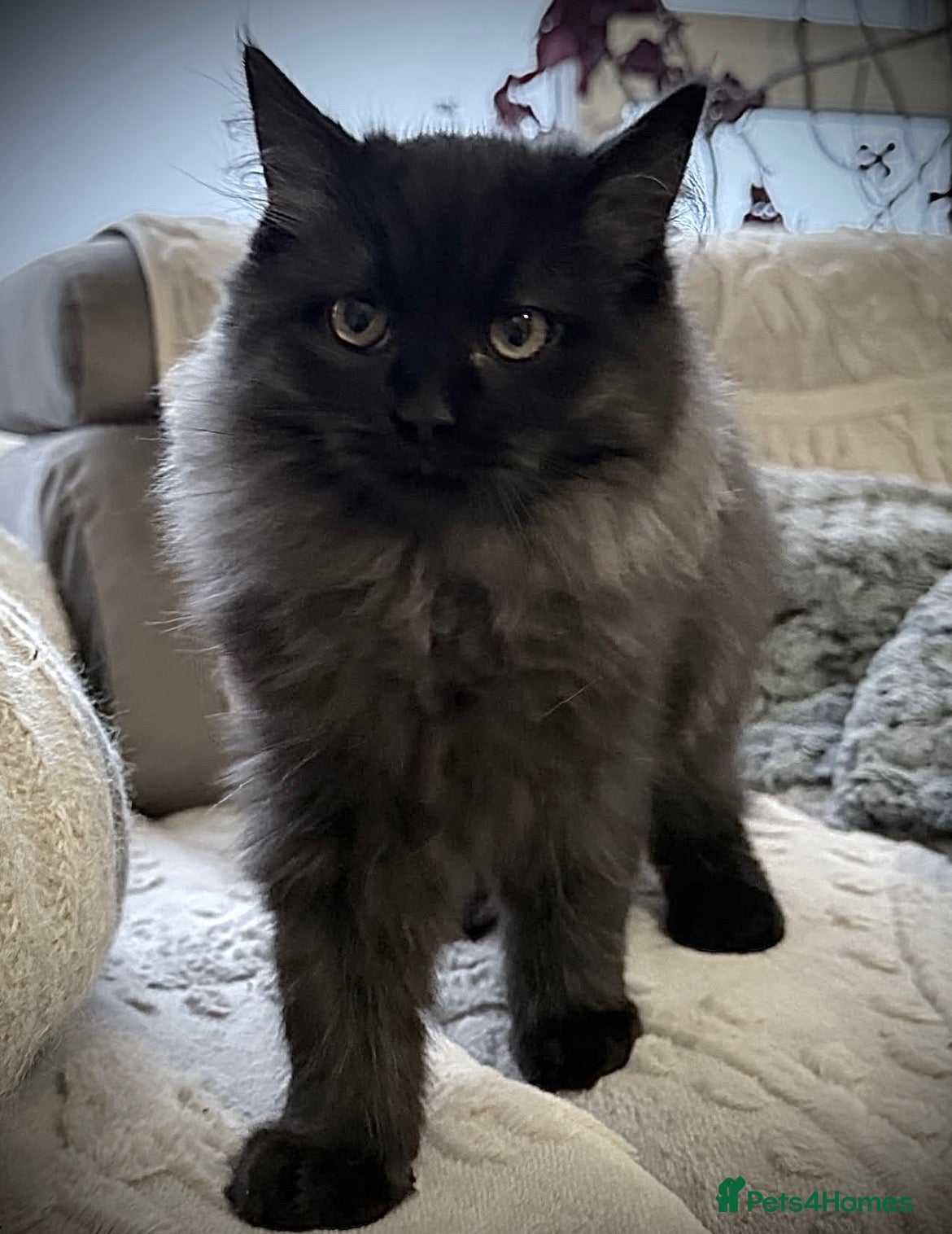 Ragdoll cats for sale: Two beautiful ragdoll brothers  - Advert 1