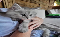 Maine Coon cats for sale: Beautiful Maine Coon x kittens ready now - Image 5