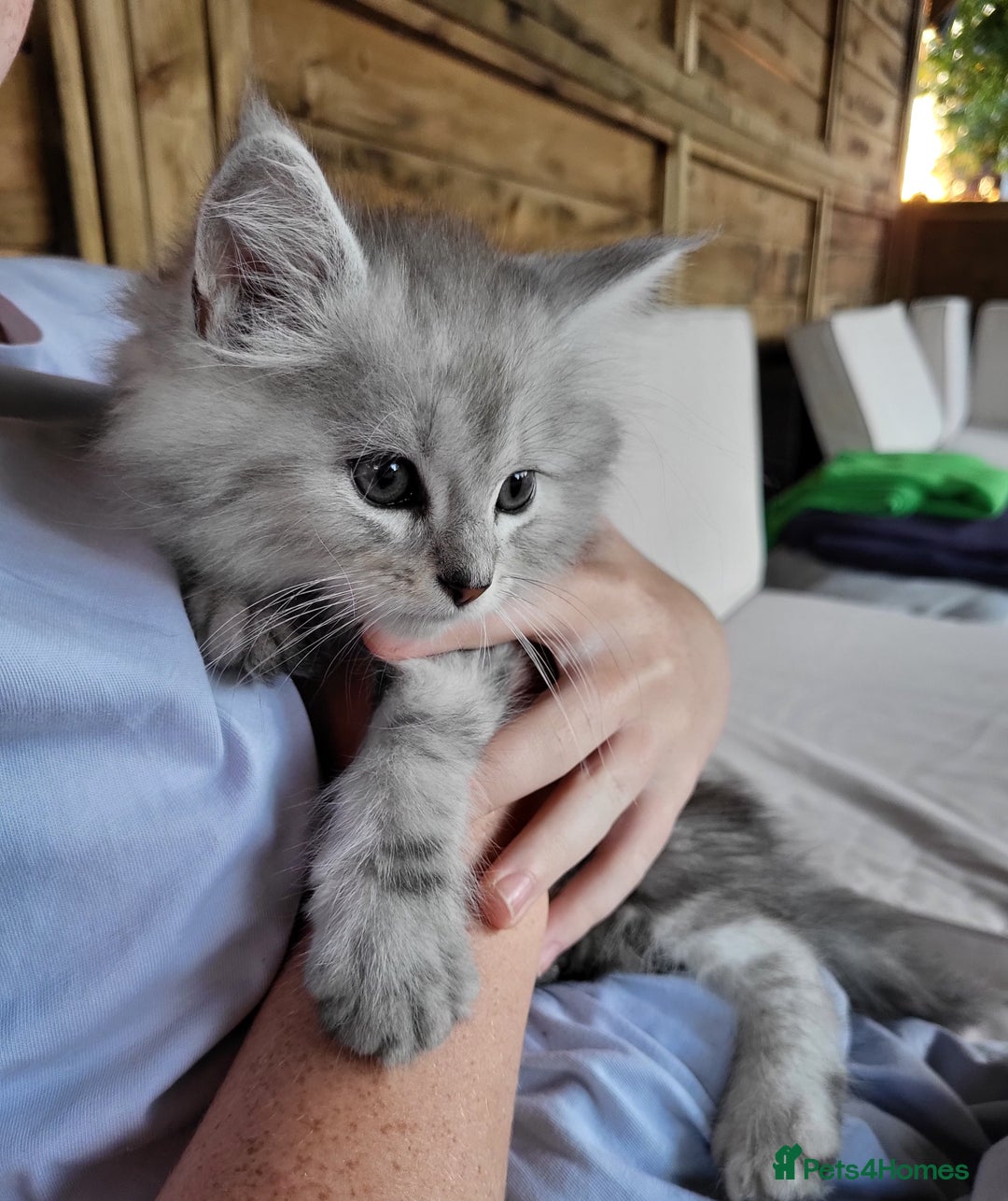 Maine Coon cats for sale: Beautiful Maine Coon x kittens ready now - Image 5