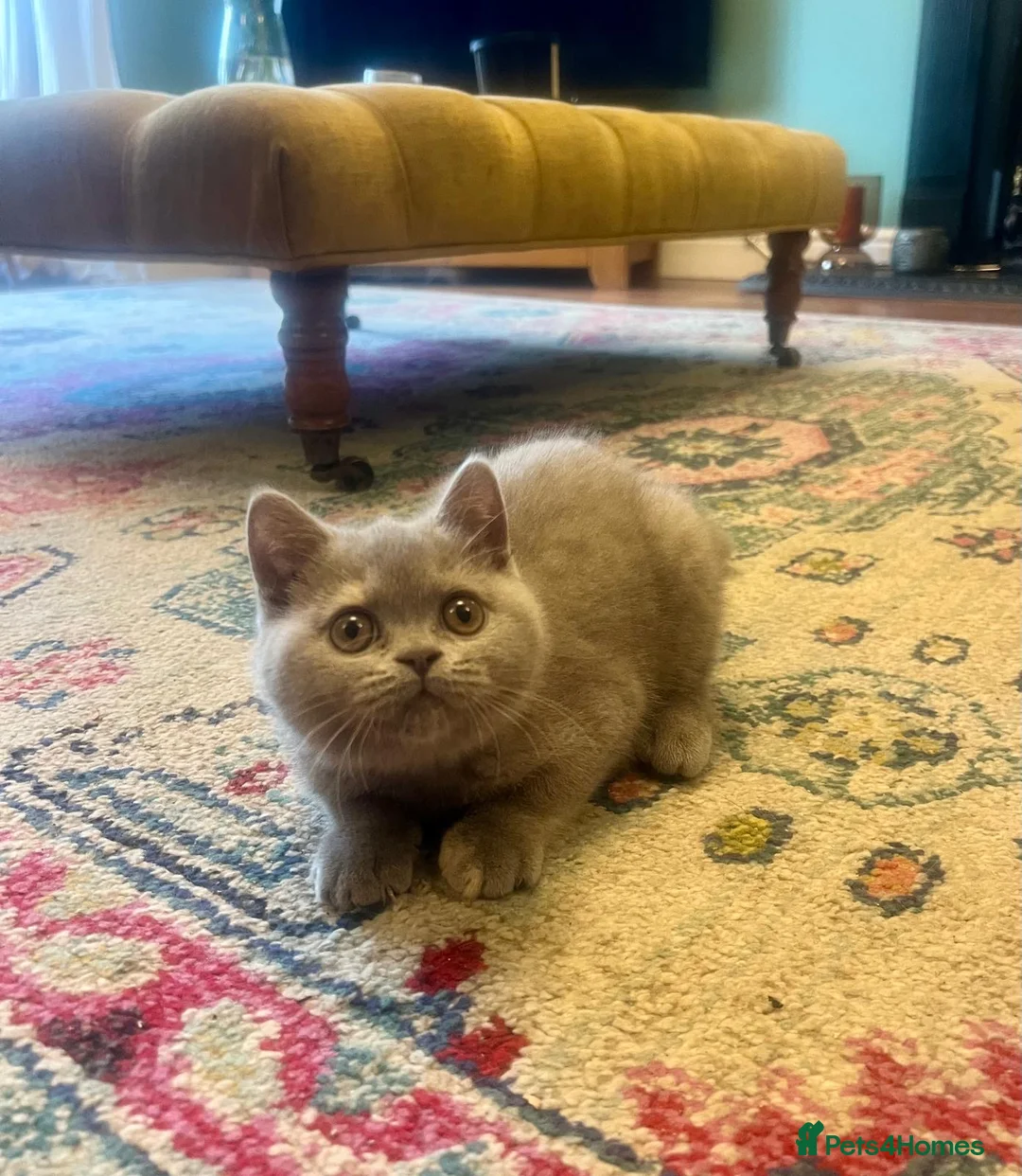 British Shorthair cats for sale: British shorthair females ready to leave soon GCCF - Advert 39