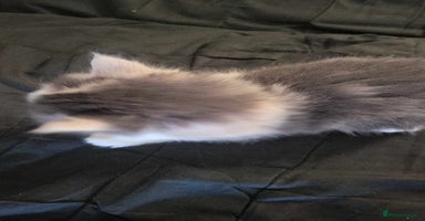Maine Coon cats - Advert 1
