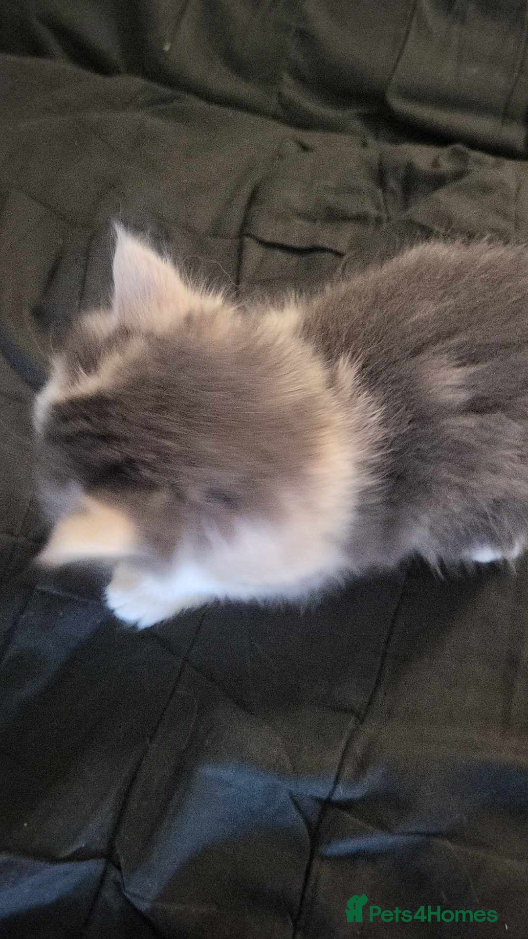 Maine Coon cats for sale: Maine Coon X - Image 2