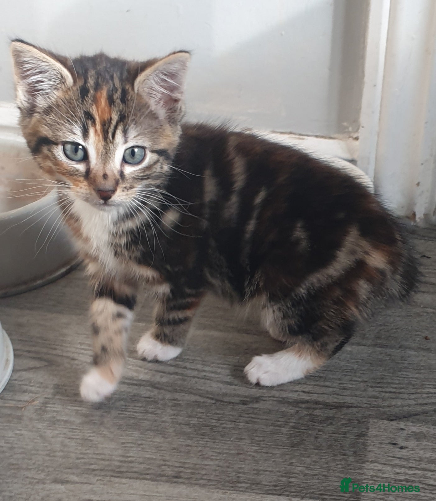 British Shorthair cats Stunning male available now! - Advert 9