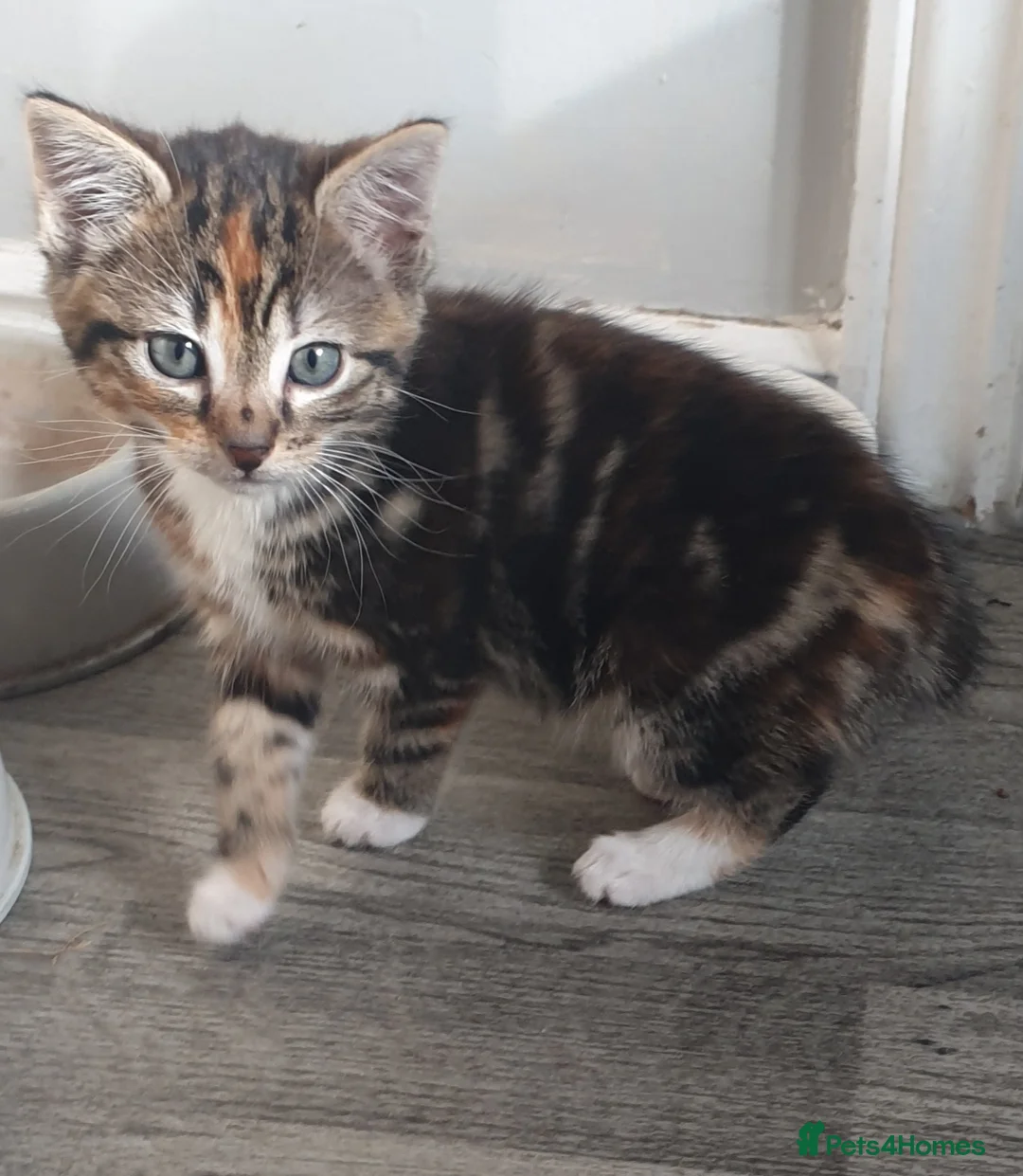 British Shorthair cats for sale: Stunning male available now! - Advert 1