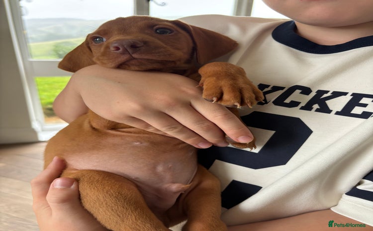 Hungarian Vizsla dogs - Advert 1