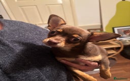 Chihuahua dogs for sale: Chihuahua boys - Advert 2