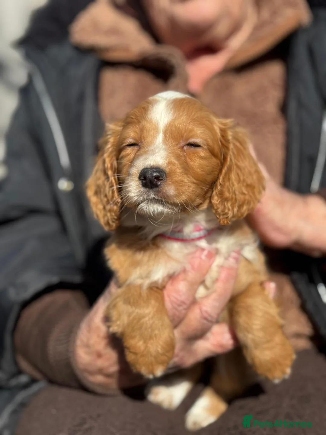 Cockapoo dogs for sale: Cockapoo puppies  in Slough - Advert 4
