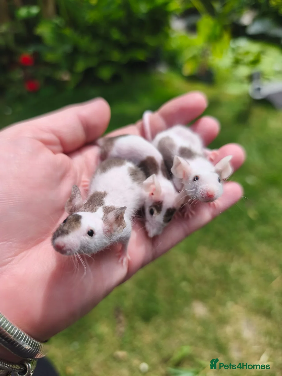 Mouse rodents for sale: Beautiful female mice available lots of colours - Advert 1