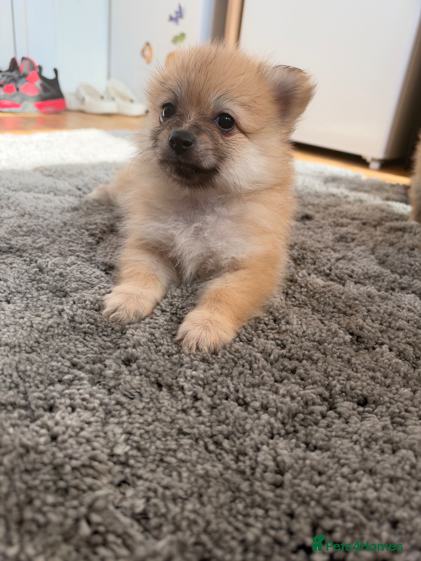 Pomeranian dogs 🐶 Stunning Pomeranian Puppies 2 Boys an 1 Girl 🐶 - Advert 9