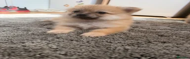Pomeranian 3