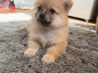 Pomeranian dogs 🐶 Stunning Pomeranian Puppies 2 Boys an 1 Girl 🐶 - Advert 2