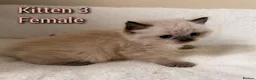 Ragdoll cats for sale: Fluffy gorgeous Ragdolls  - Advert 12