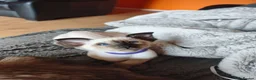 Siamese cats for sale: Gorgeous Siamese kittens!!! - Advert 7