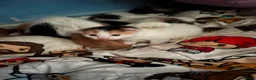 Mixed Breed cats for sale: Four kittens for sale. in Rugeley - Advert 8