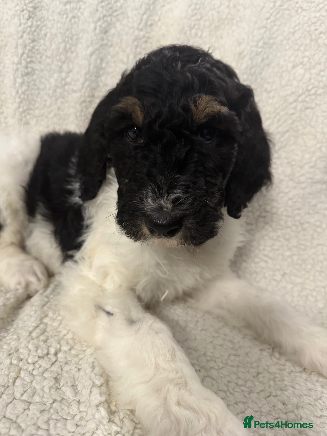 Bernedoodle dogs for sale: Tri-colour Bernedoodle  puppies  - Advert 6