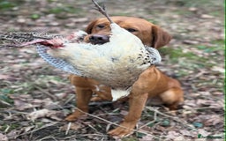 Labrador Retriever dogs for sale: Fox Red Labrador Puppies From Working Parents - Image 9