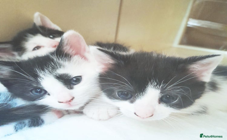 Mixed Breed cats - Advert 16