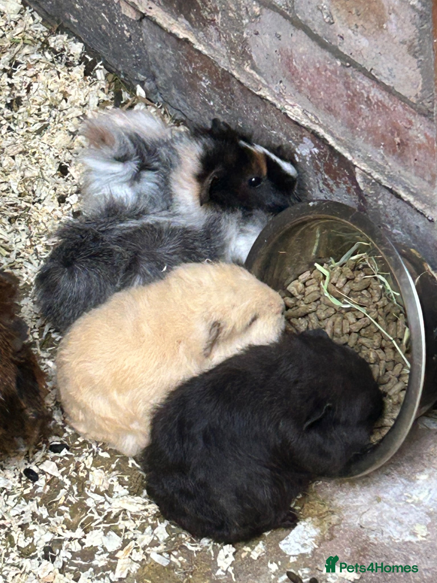 Guinea Pig rodents Mixed baby guinea pigs for sale - Advert 3