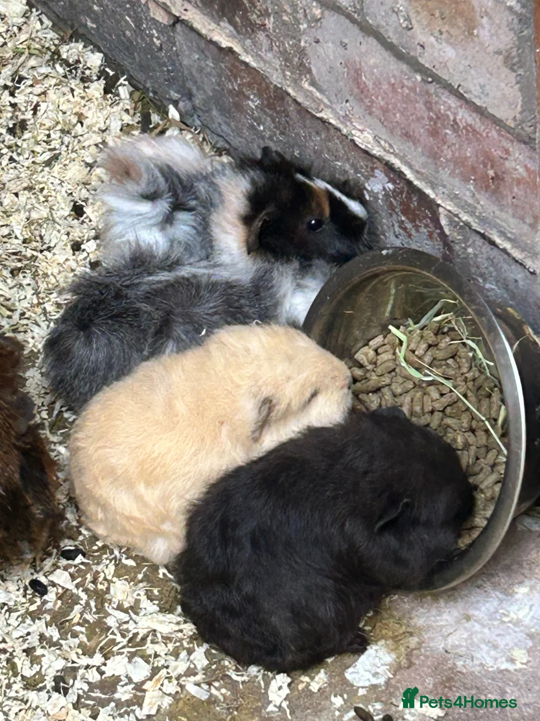 Guinea Pig rodents for sale: Mixed baby guinea pigs for sale in Stoke-on-Trent - Advert 1