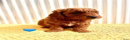 Cavapoo dogs for sale: F1B Cavapoo lovely puppy  - Advert 7