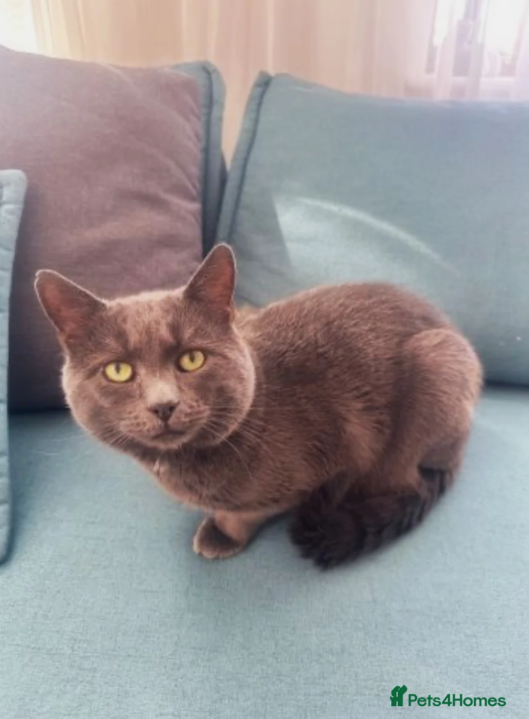 British Shorthair cats for sale: Last female British shorthair mix in Swindon - Advert 5