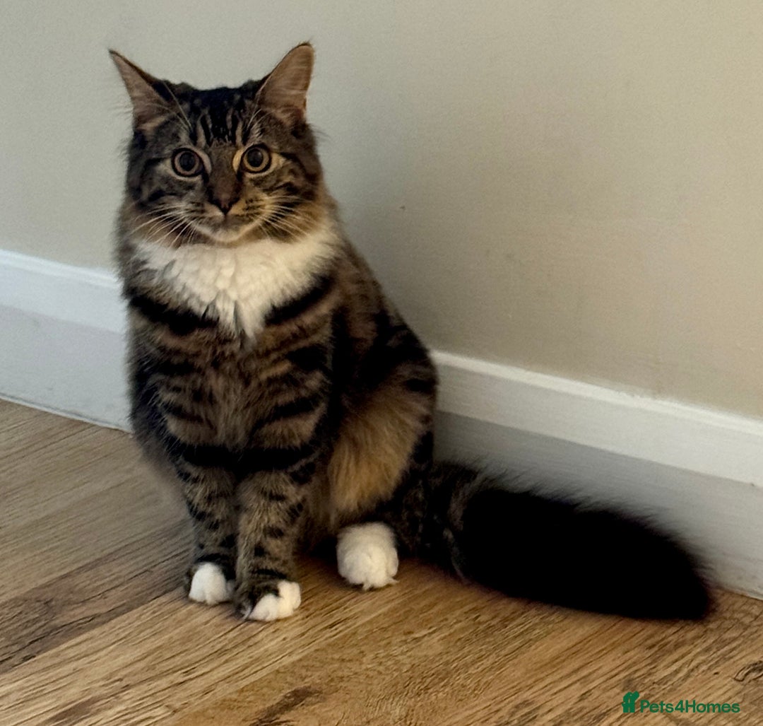 Siberian cats for sale: Siberian & Maine Coon Cross Female Cat Calico - Image 1